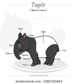 cartoon animal diagram. Vector illustration of a Tapir. Can be used for education, training, presentation.