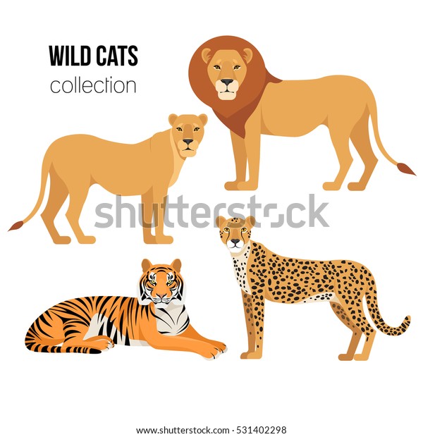 漫画の動物 ライオン 雌 チータ 虎 描かれた野良猫のセット 平らなスタイルの捕食動物の集まり ベクターイラスト のベクター画像素材 ロイヤリティフリー