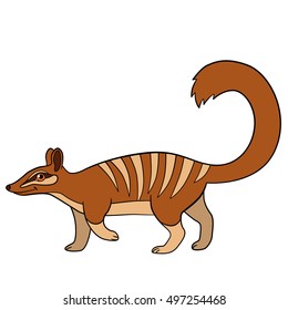 Cartoon animals. Little cute numbat walks and smiles.