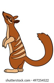 Cartoon animals. Little cute numbat stands and smiles.