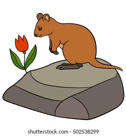 Cartoon animals. Little cute quokka stands on the stone and looks at the flower.