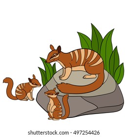 Cartoon animals. Mother numbat with her little cute babies.
