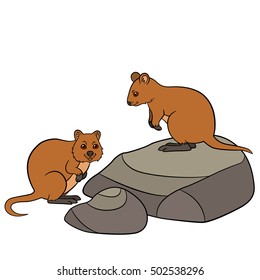 Cartoon animals. Two little cute quokkas and stones.