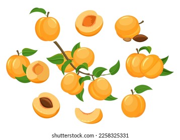 Cartoon apricots isolated. Orange apricot tree branch fruit half slice piece leaves colored vector clipart signs isolated on white background