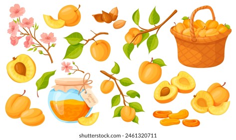 Cartoon apricots. Ripe apricot or peach in basket, fruit tree branch spring blossoms, juice nectarine twigs green leaf, orange fruits pieces, vector illustration of apricot and peach food, ripe sweet