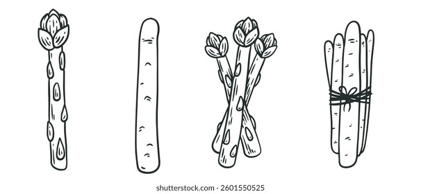 Cartoon asparagus in hand draw outline style. Set of monochrome vegetables plants different shapes. Doodle vector illustration.