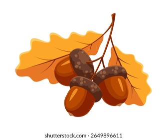 Bolotas de outono com bonés castanhos e corpos brilhantes sobre duas folhas de carvalho amarelo alaranjado, pequenas, sementes castanhas como carvalhos de carvalho. Folhagem de floresta isolada caída por vetor, planta de queda de floresta