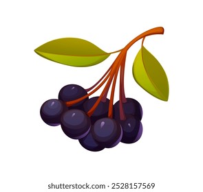 Bagas de outono de desenhos animados, aglomerado de chokeberry maduro e brilhante. Vetor isolado vibrante roxo escuro redondo Aronia melanocarpa bagas com folhas verdes ligadas a um tronco vermelho fino. Alimentos naturais sazonais