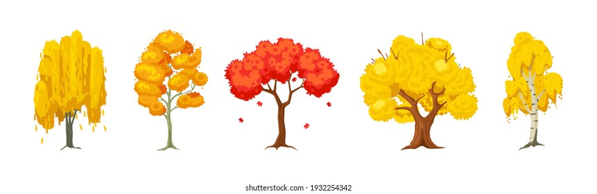 Cartoon autumn tree set. Aspen, birch, oak, maple, willow wood plants with leaf. Green big planting trees for garden forest park landscape cartoon isolated vector svg