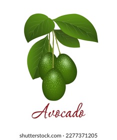 Rama de aguacate de caricatura. Árbol de aguacates cosecha ramas con hojas aisladas en fondo blanco, cosecha de avocato para grasa y aceite, ilustración vectorial