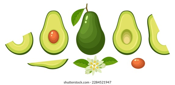 Elementos de aguacate de caricatura. Aguacates hojas de semilla enteras de medio hoyo cortadas en rodajas y bayas aisladas maduras para ilustraciones de vectores de cocina de guacamole