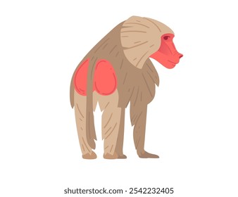 Cartoon baboon from the back with red rump, showcasing detailed fur texture. Ideal for educational materials, wildlife-themed illustrations, and animal visuals. Vector illustration.