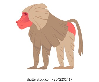 Cartoon baboon standing in profile with red face and rump, showcasing unique fur and body shape. Ideal for educational content, or wildlife designs. Vector illustration isolated on white background.