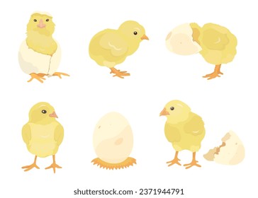 Cartoon baby chickens, funny cute little chicks. Vector farm bird animal vector set.