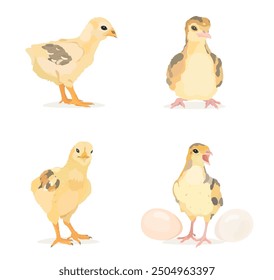 Pollos y pavos de bebé de dibujos animados, aves de corral lindas divertidas. Conjunto de Vector de aves de granja de Vector.