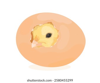 Pollo amarillo del bebé de la historieta, gallina que eclosiona del huevo, pajarito divertido del pollito. Ilustración de aves de corral de icono de granja de Vector aislado en blanco.