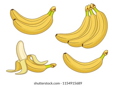 Cartoon banana fruits. Bunches of fresh bananas vector illustration. Banana healthy ripe, vegetarian and freshness fruit