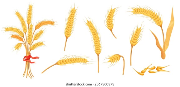 Cartoon barley spikelets. Ripe wheat grains, barley ear gold seeds spikelet oat ears straw plant spike bunch farm crop harvest for flour bakery products, neat vector illustration original artwork