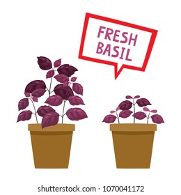 Cartoon basil plants isolated on white. Vector set of fresh organic violet herbs and seedling in pot used for magazine, book, poster, card, menu cover, web pages.