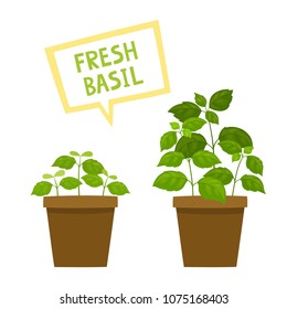 Cartoon basil plants isolated on white. Vector set of fresh organic green herbs and seedling in pot used for magazine, book, poster, card, menu cover, web pages.