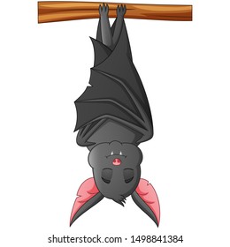 Cartoon bat Sleeping hanging from tree  vector illustration
