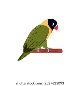 El hermoso pájaro Agapornis de la historieta se sienta en la ilustración plana del Vector de la ramita. Mascota exótica decorativa enmascarada Lovebird negro en una rama con plumaje verde aislado. Loro doméstico