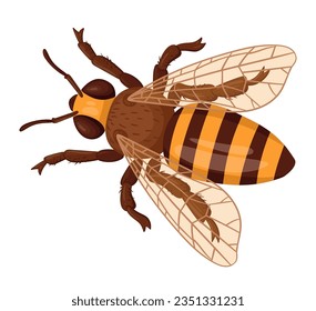 Cartoon bee. Honey bee insect, striped bumblebee. Winged crawling bee flat vector illustration on white background