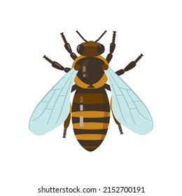 Cartoon bee Illustration isolated on white background. 