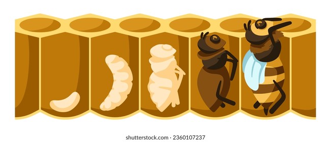 Cartoon bee life cycle. Development process from bee egg, larvae, pupation stage to emerging bee vector illustration. Metamorphosis in honeycomb, growing insect progress, evolution