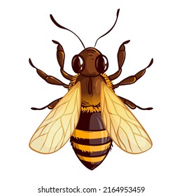 Cartoon bee, vector illustration isolated on white