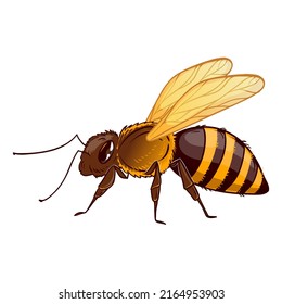 Cartoon bee, vector illustration isolated on white, side view