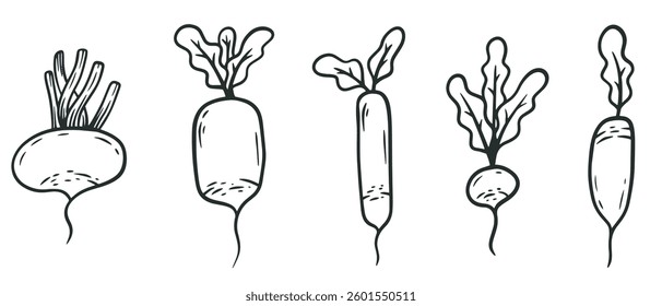 Cartoon beet in hand draw outline style. Set of monochrome vegetables plants different shapes. Doodle vector illustration.