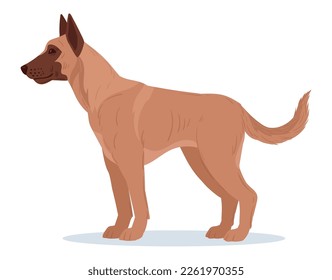 Cartoon belgian malinois. Service dog breed, purebred domestic pet. Belgian shepherd malinois guard or police dog flat vector illustration