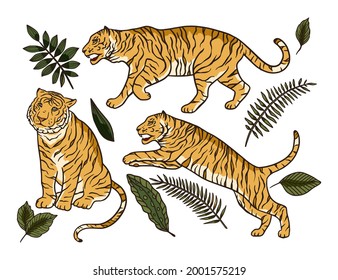 Cartoon bengal tiger animal vector jungle tropical set. Wildlife cat drawing illustration. Chinese new year clipart wild nature collection.