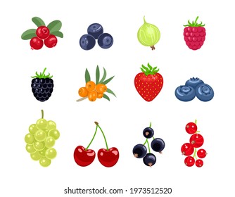 Cartoon berry set. Vector illustration of cranberry, bilberry, gooseberry, raspberry, blueberry, sea buckthorn, strawberry, blueberry, grape, cherry, black currant, red currant isolated. Flat icons.