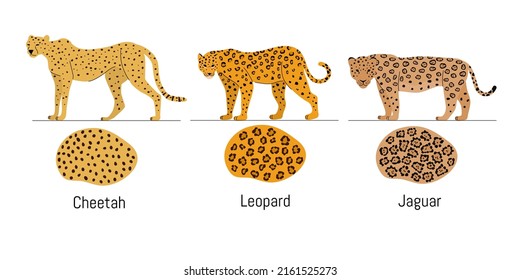 Juego de vectores de gatos grandes de dibujos animados. Ilustración de jaguar, leopardo, chita. Diferencias. Piel porcina.