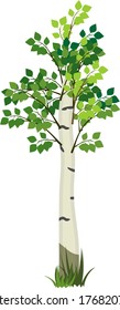 Cartoon birch with green leaves isolated on white background