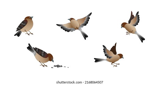 Cartoon bird sparrows in different poses set isolated on white background. Vector illustrations collection.