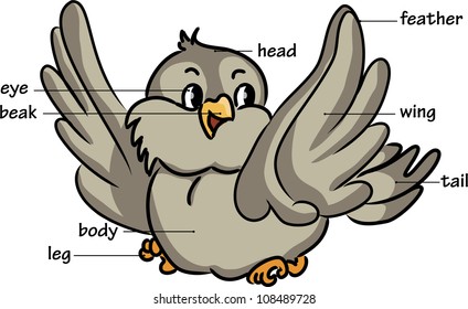 Cartoon bird. Vocabulary of body parts. Vector illustration.