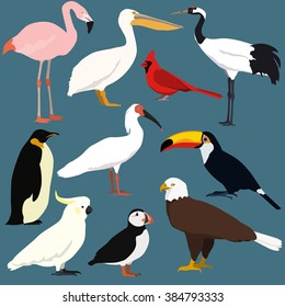 Colección de aves de caricatura. Diferentes especies de aves vectoriales. Ibis reposado, grulla coronada roja japonesa, loro de gallos, pelícano, tocano, ataúd, flamingo, pingüino, águila calva, cardenal rojo del norte. 