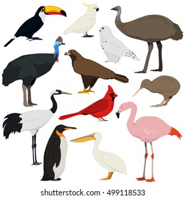 Cartoon birds collection. Different species of birds vector set. Red crowned crane, cockatoo parrot, pelican, toucan, flamingo, penguin, red cardinal, emu, cassowary, kiwi, golden eagle, polar owl.