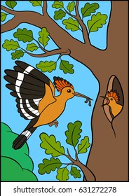Cartoon birds. Mother hoopoe feeds her little cute baby.