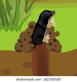 Cartoon black mole on molehill in natural habitat