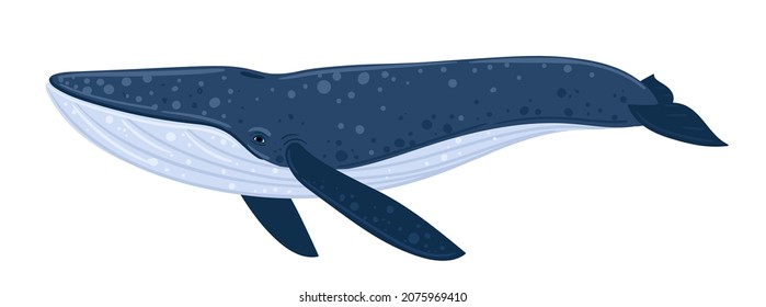 Cartoon blue whale. Underwater world, Marine life. Vector illustration of a whale. 
