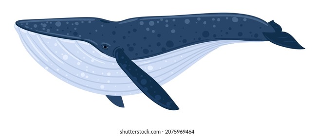 Cartoon blue whale. Underwater world, Marine life. Vector illustration of a whale. 