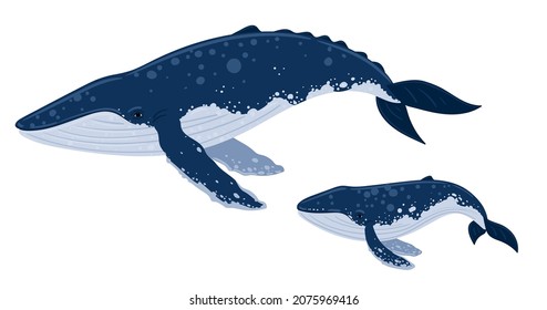 Cartoon blue whales - mother with child. Underwater world, Marine life. Vector illustration of a whale. 