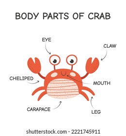 Cartoon body parts of crab. Isolated vector illustration on white background.