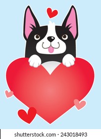 A cartoon Boston Terrier holding a heart. Vector illustration. 