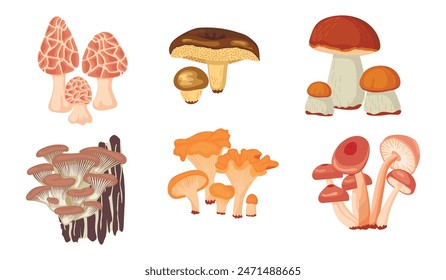 Cartoon botanical set with forest mushrooms isolated on white background.Porcini , butter , honey , morels, chanterelles and oyster mushrooms.Vector graphic design for banner template,stickers,card.