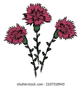 Cartoon bouquet of three carnations, isolated on a transparent background. Rough hand-drawn color vector doodle
